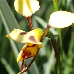 Diuris sulphurea at Point 5827 - 11 Nov 2016