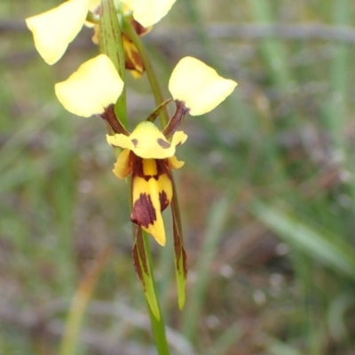 Diuris sulphurea (Tiger Orchid) at Bruce, ACT - 13 Nov 2016 by jhr