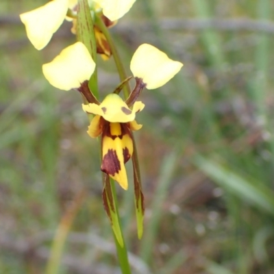 Diuris sulphurea (Tiger Orchid) at Point 5826 - 13 Nov 2016 by jhr