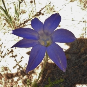 Wahlenbergia stricta subsp. stricta at Bullen Range - 17 Nov 2016 01:22 PM