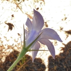 Wahlenbergia stricta subsp. stricta at Bullen Range - 17 Nov 2016 01:22 PM