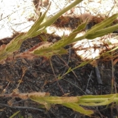 Wahlenbergia stricta subsp. stricta at Bullen Range - 17 Nov 2016 01:22 PM