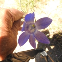 Wahlenbergia stricta subsp. stricta at Bullen Range - 17 Nov 2016 01:22 PM