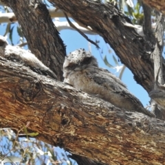 Podargus strigoides (Tawny Frogmouth) at Bullen Range - 17 Nov 2016 by JohnBundock