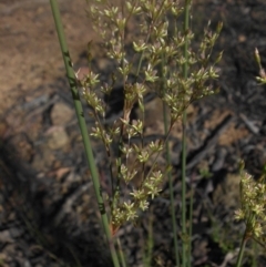 Juncus remotiflorus (A Rush) at Majura, ACT - 16 Nov 2016 by SilkeSma