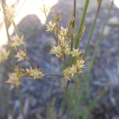 Juncus remotiflorus at Majura, ACT - 17 Nov 2016