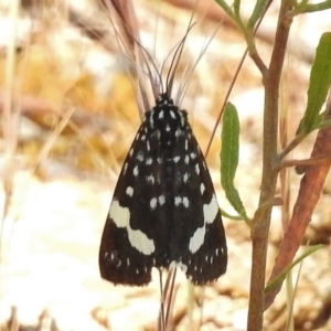 Idalima affinis at Bullen Range - 17 Nov 2016 01:12 PM