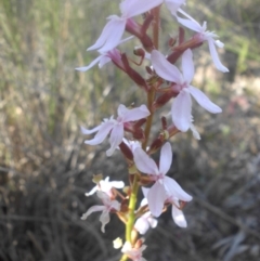 Stylidium graminifolium (grass triggerplant) at Majura, ACT - 17 Nov 2016 by SilkeSma
