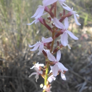 Stylidium graminifolium at Majura, ACT - 17 Nov 2016