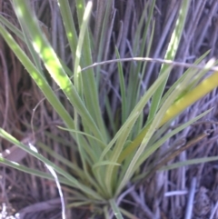 Stylidium graminifolium at Majura, ACT - 17 Nov 2016