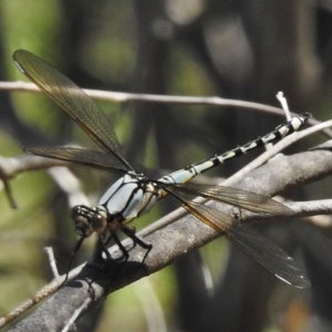 Diphlebia nymphoides at Bullen Range - 17 Nov 2016