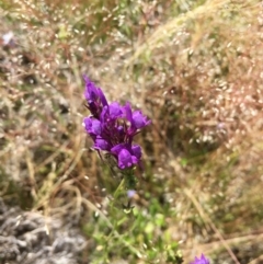 Linaria pelisseriana (Pelisser's Toadflax) at Springrange, NSW - 17 Nov 2016 by thedinosaurlady