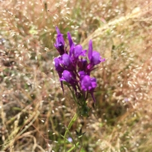 Linaria pelisseriana at Springrange, NSW - 17 Nov 2016