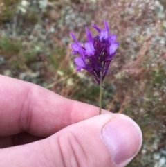 Linaria pelisseriana (Pelisser's Toadflax) at Springrange, NSW - 17 Nov 2016 by thedinosaurlady