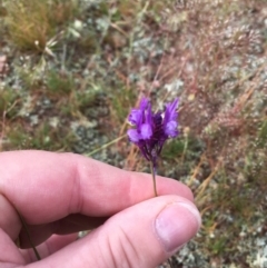 Linaria pelisseriana at Springrange, NSW - 17 Nov 2016