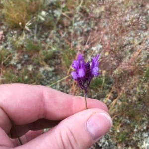 Linaria pelisseriana at Springrange, NSW - 17 Nov 2016