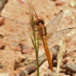 Diplacodes haematodes at Bullen Range - 17 Nov 2016 12:53 PM