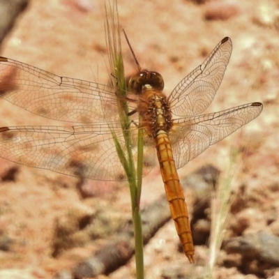 Diplacodes haematodes (Scarlet Percher) at Bullen Range - 17 Nov 2016 by JohnBundock