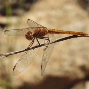 Diplacodes haematodes at Bullen Range - 17 Nov 2016 12:53 PM