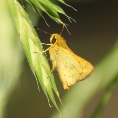 Ocybadistes walkeri (Green Grass-dart) at Narrabundah, ACT - 17 Nov 2016 by roymcd