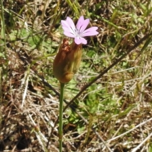 Petrorhagia nanteuilii at Bullen Range - 17 Nov 2016