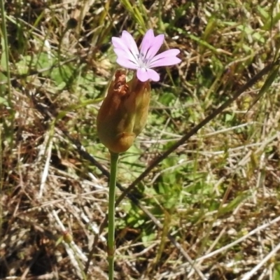 Petrorhagia nanteuilii (Proliferous Pink, Childling Pink) at Bullen Range - 17 Nov 2016 by JohnBundock