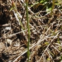 Petrorhagia nanteuilii at Bullen Range - 17 Nov 2016