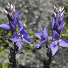 Veronica perfoliata (Digger's Speedwell) at Bullen Range - 17 Nov 2016 by JohnBundock