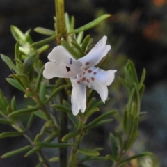 Westringia eremicola (Slender Western Rosemary) at Bullen Range - 17 Nov 2016 by JohnBundock