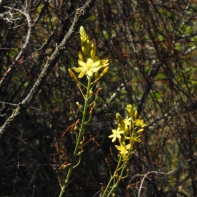 Bulbine glauca (Rock Lily) at Bullen Range - 17 Nov 2016 by JohnBundock