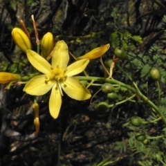 Bulbine glauca at Bullen Range - 17 Nov 2016