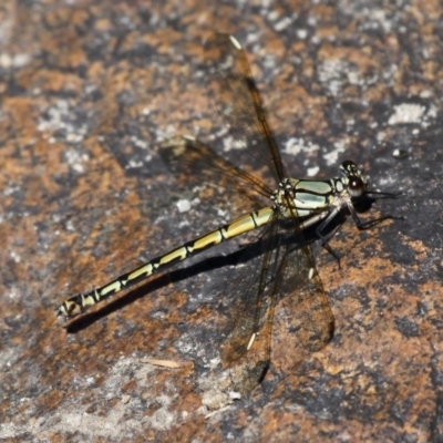 Diphlebia nymphoides (Arrowhead Rockmaster) at Tennent, ACT - 26 Dec 2014 by HarveyPerkins