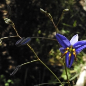 Dianella revoluta var. revoluta at Bullen Range - 17 Nov 2016 11:48 AM