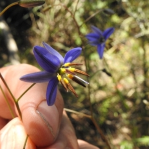 Dianella revoluta var. revoluta at Bullen Range - 17 Nov 2016