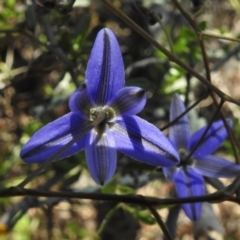 Dianella revoluta var. revoluta at Bullen Range - 17 Nov 2016