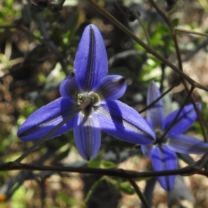 Dianella revoluta var. revoluta at Bullen Range - 17 Nov 2016