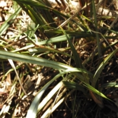 Dianella revoluta var. revoluta at Bullen Range - 17 Nov 2016 11:48 AM