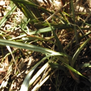 Dianella revoluta var. revoluta at Bullen Range - 17 Nov 2016