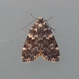 Halone coryphoea at Greenway, ACT - 17 Nov 2016 07:21 PM