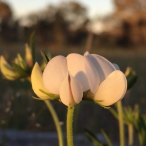 Lotus australis at Googong, NSW - 18 Nov 2016