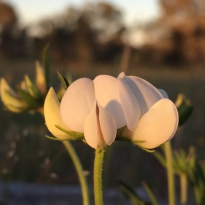 Lotus australis (Austral Trefoil) at QPRC LGA - 18 Nov 2016 by Wandiyali