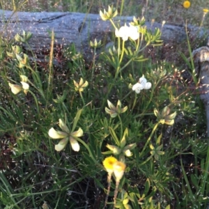 Lotus australis at Googong, NSW - 18 Nov 2016