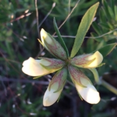 Lotus australis at Googong, NSW - 18 Nov 2016 11:27 AM