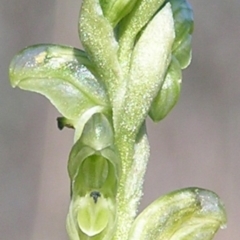 Hymenochilus cycnocephalus (Swan greenhood) at Kambah, ACT - 18 Oct 2009 by MatthewFrawley