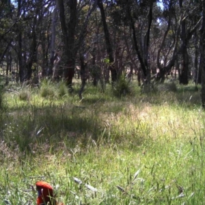 Platycercus elegans at Gungahlin, ACT - 18 Nov 2016