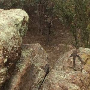 Egernia cunninghami at Chifley, ACT - 25 Mar 2016