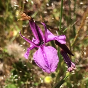 Arthropodium fimbriatum at Chifley, ACT - 18 Nov 2016