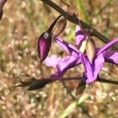 Arthropodium fimbriatum at Chifley, ACT - 18 Nov 2016