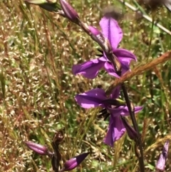 Arthropodium fimbriatum at Chifley, ACT - 18 Nov 2016