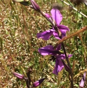 Arthropodium fimbriatum at Chifley, ACT - 18 Nov 2016